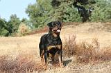 ROTTWEILER 016